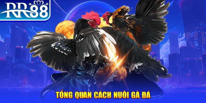 33win2 VA Điện Tử