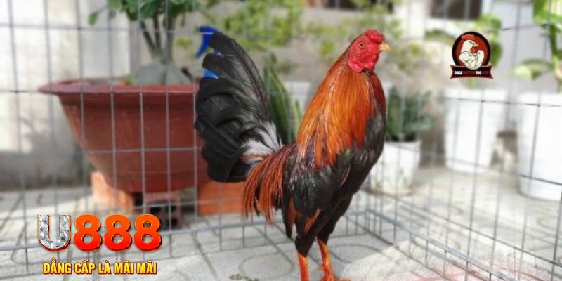 33win2 casino máy tính